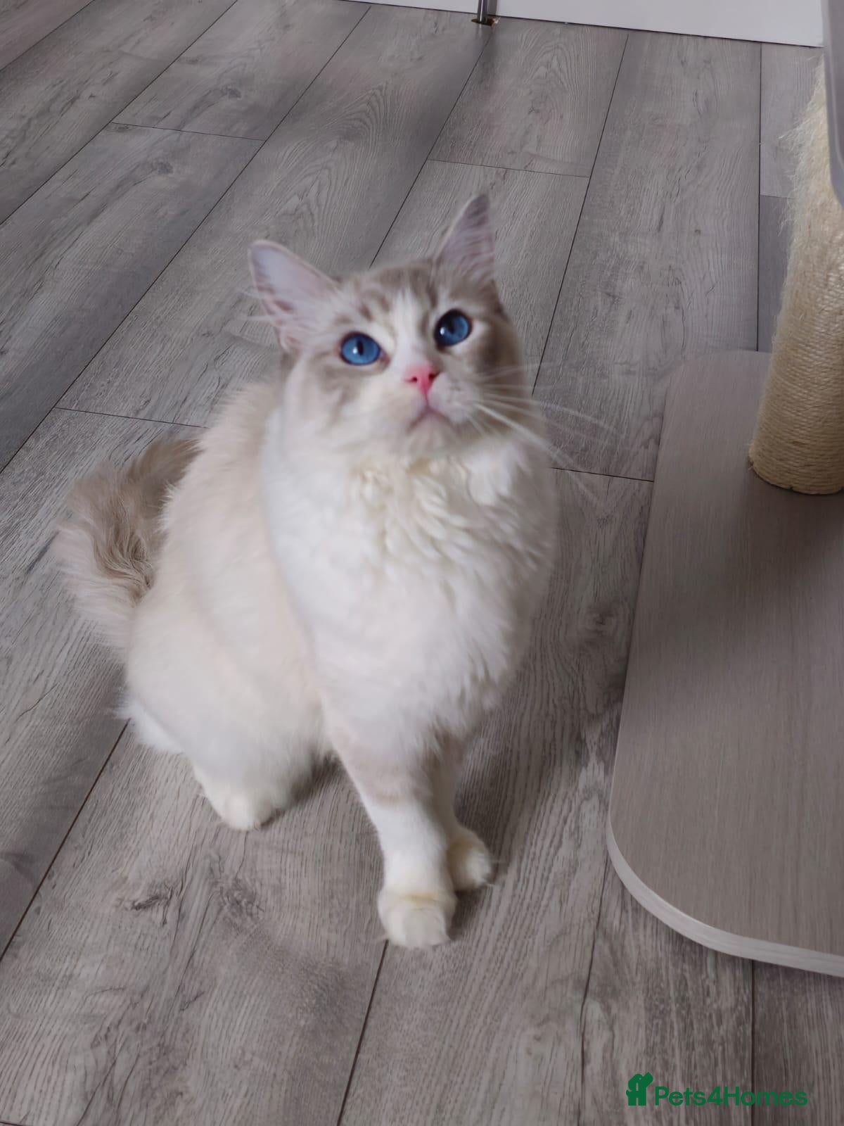Ragdoll cats GCCF kittens are available active. - Advert 1