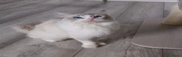 Ragdoll cats for sale: GCCF kittens are available active. - Advert 1