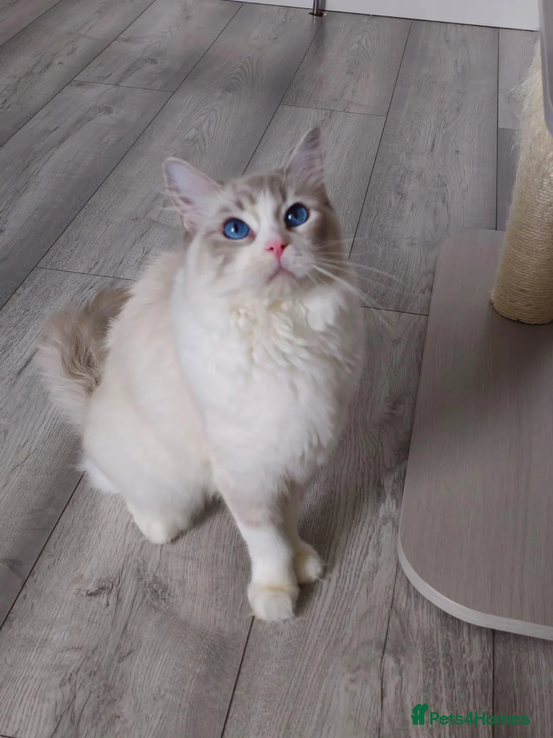 Ragdoll cats for sale: GCCF kittens are available active. - Advert 1