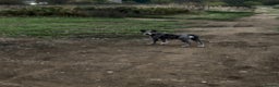 Mixed Breed dogs for sale: Whippet X border collie  - Advert 15