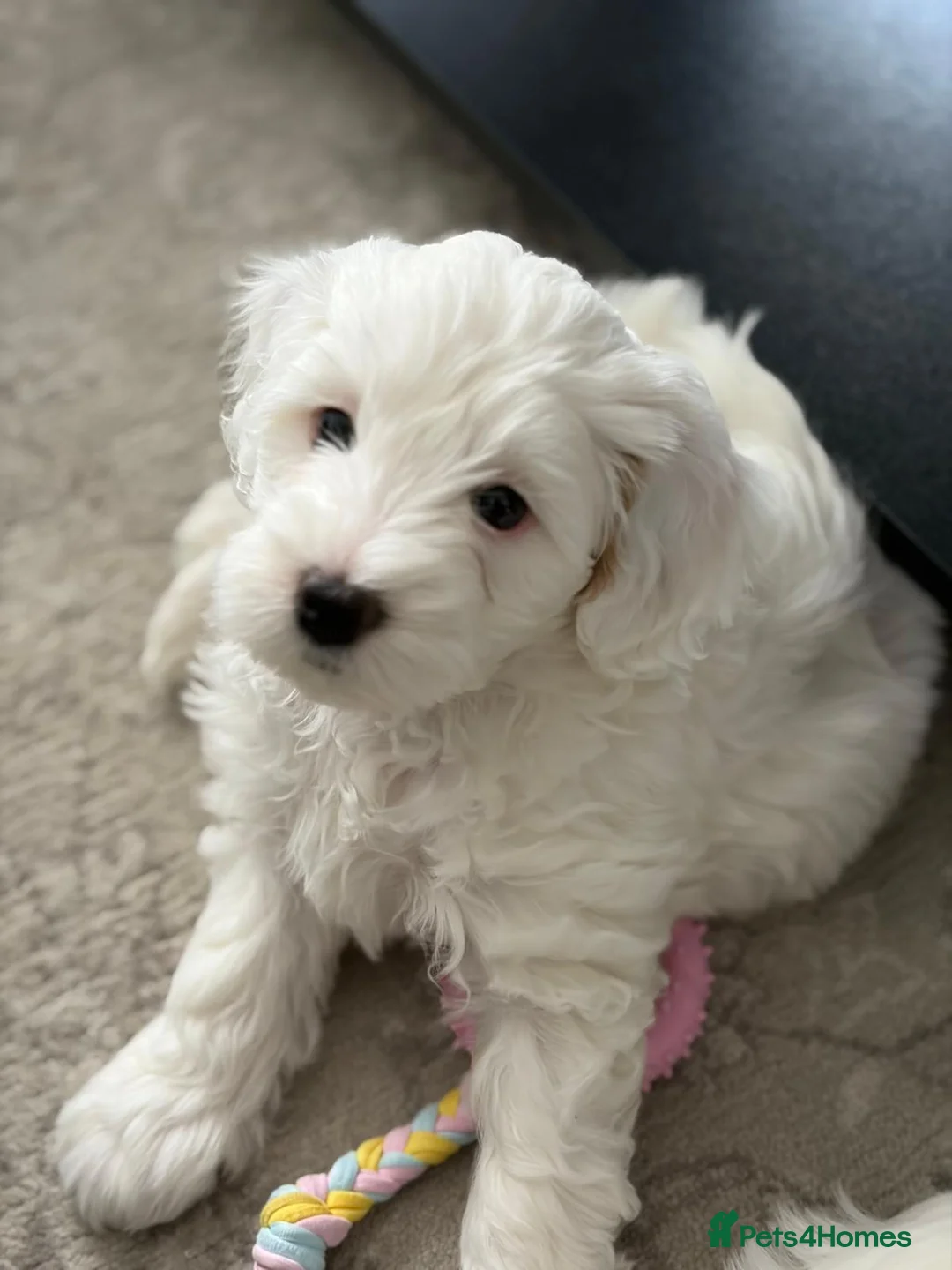 Mixed Breed dogs for sale: One beautiful girl and one handsome little boy  - Advert 3