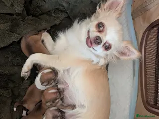 Chihuahua dogs BOYS CHIHUAHUA - Advert 1
