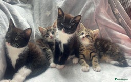 Mixed Breed cats for sale: kittens ready for reservation  - Image 1