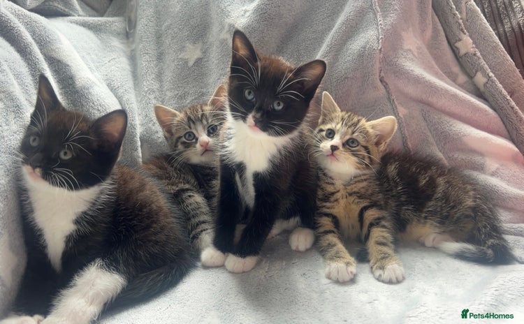 Mixed Breed cats - Advert 15