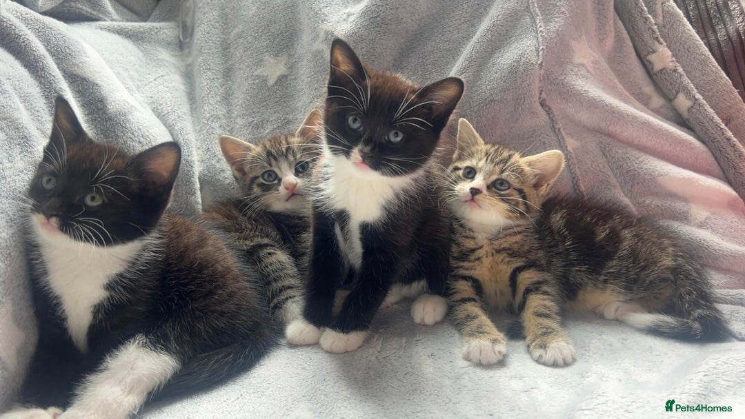 Mixed Breed cats for sale: kittens ready for reservation  - Image 1