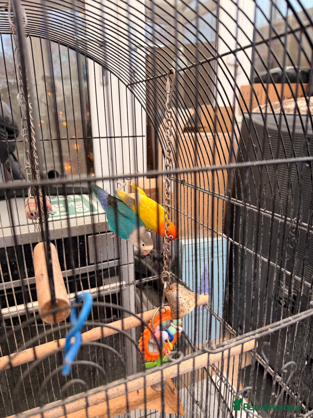 Lovebirds birds for sale: Lovebirds are looking for new home - Advert 4