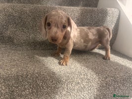 Miniature Dachshund dogs - Advert 13