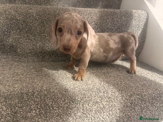 Miniature Dachshund dogs - Advert 15