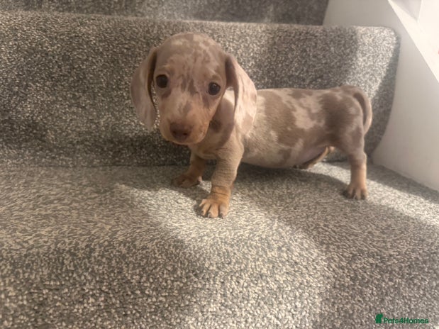 Miniature Dachshund dogs - Advert 13