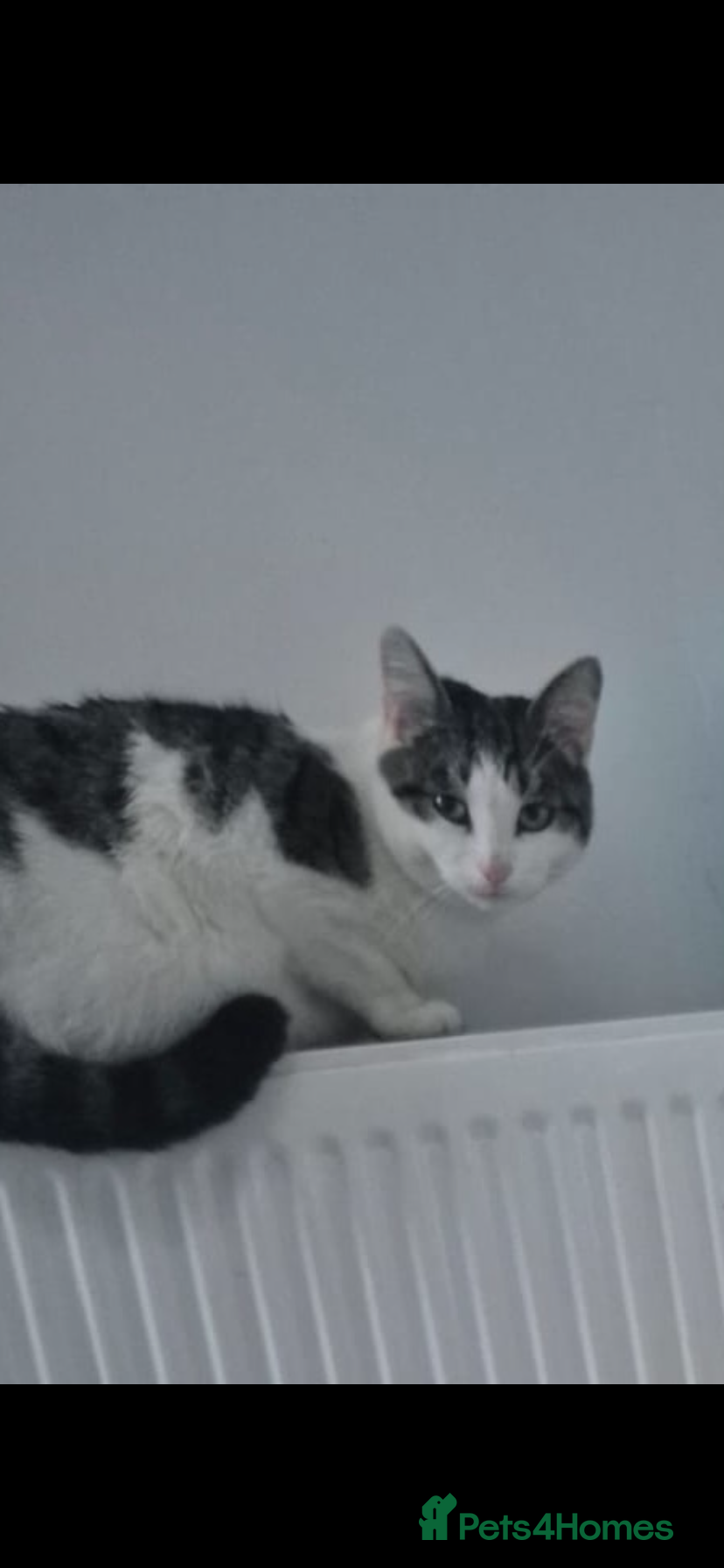 British Shorthair cats British shorthair  - Advert 1