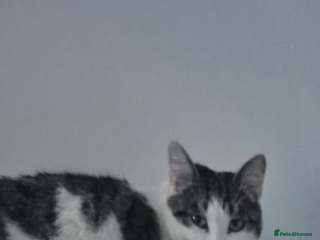 British Shorthair cats British shorthair - Advert 1