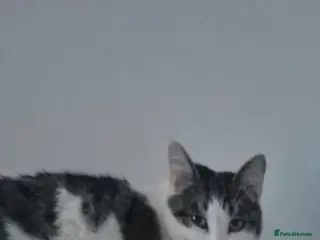 British Shorthair cats British shorthair - Advert 12