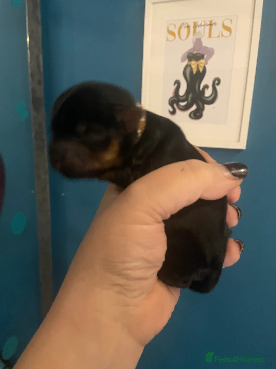 Yorkshire Terrier dogs for sale: Adorable Yorkshire terriers for sale  in Gateshead - Advert 2