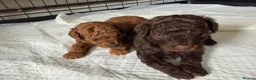Toy Poodle dogs for sale: ASIAN toy poodle puppies  - Advert 15