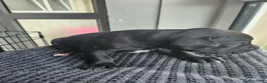 Paco - Male