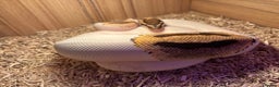 Python Snake reptiles for sale: Female ball python pied & Hognose snakes  - Advert 14