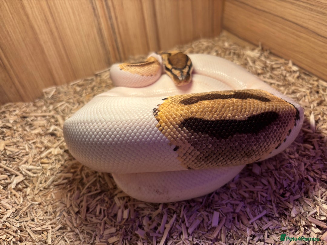 Python Snake reptiles for sale: Female ball python pied & Hognose snakes  - Advert 14