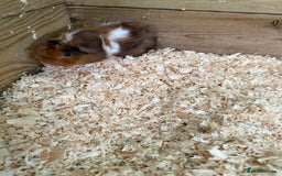 Guinea Pig rodents for sale: Guinea pig babies for sale - Image 6