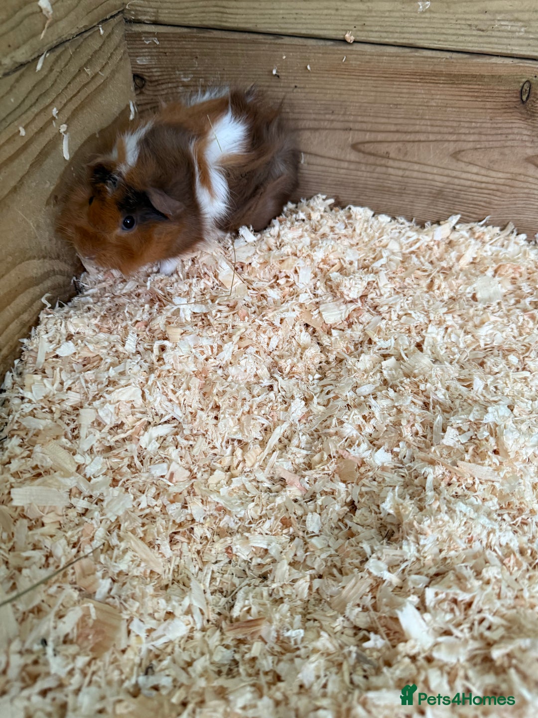 Guinea Pig rodents for sale: Guinea pig babies for sale - Image 6