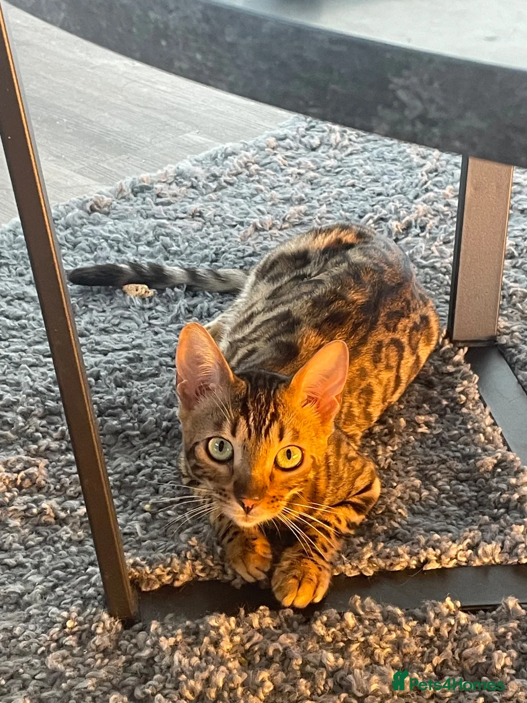 Bengal cats for sale: Stunning Bengal Cat looking for new home - Advert 3