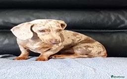 Dachshund dogs for sale: Dashound - Image 2