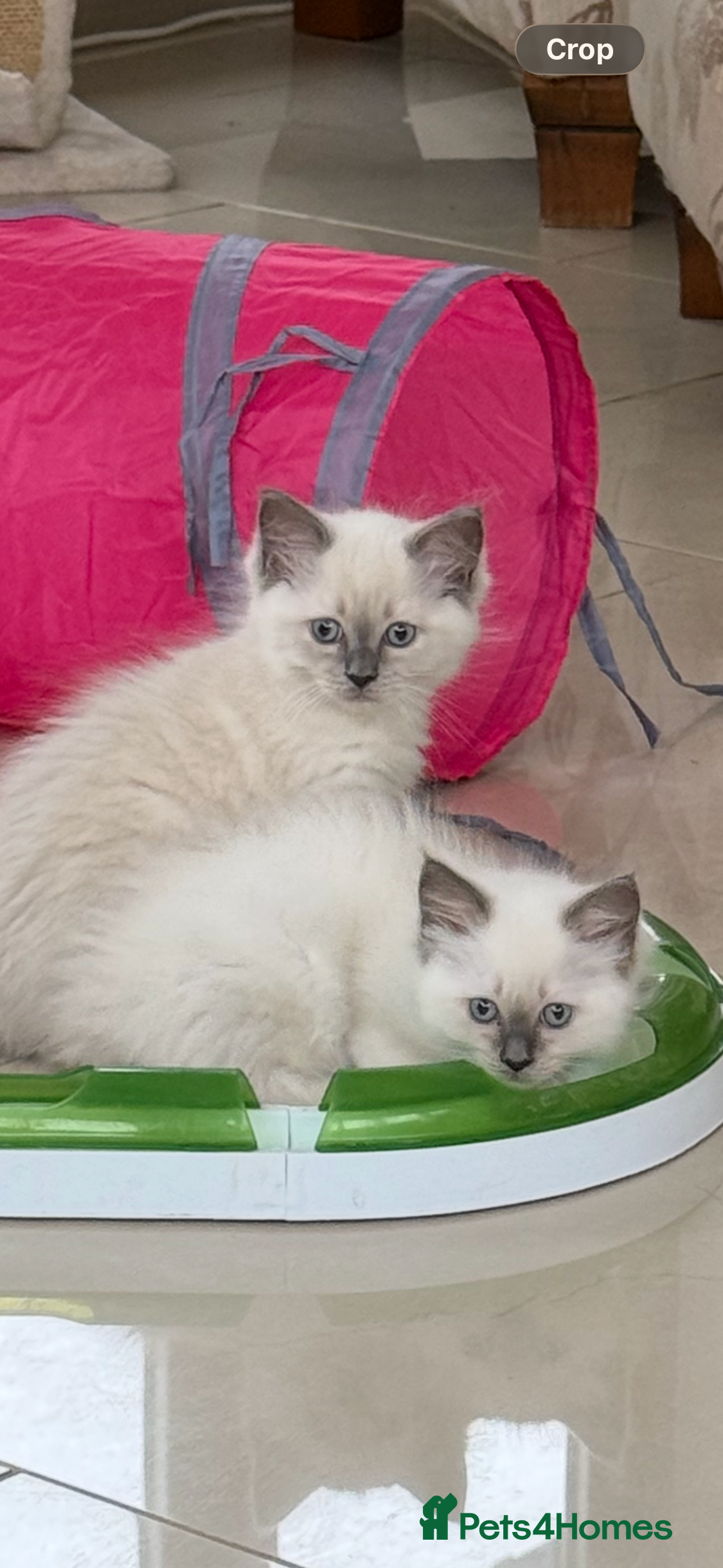 Ragdoll cats Adorable ragdoll kittens - Advert 2