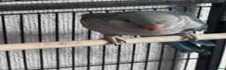 Parrots birds for sale: Female quaker parrot  in Market Drayton - Advert 3