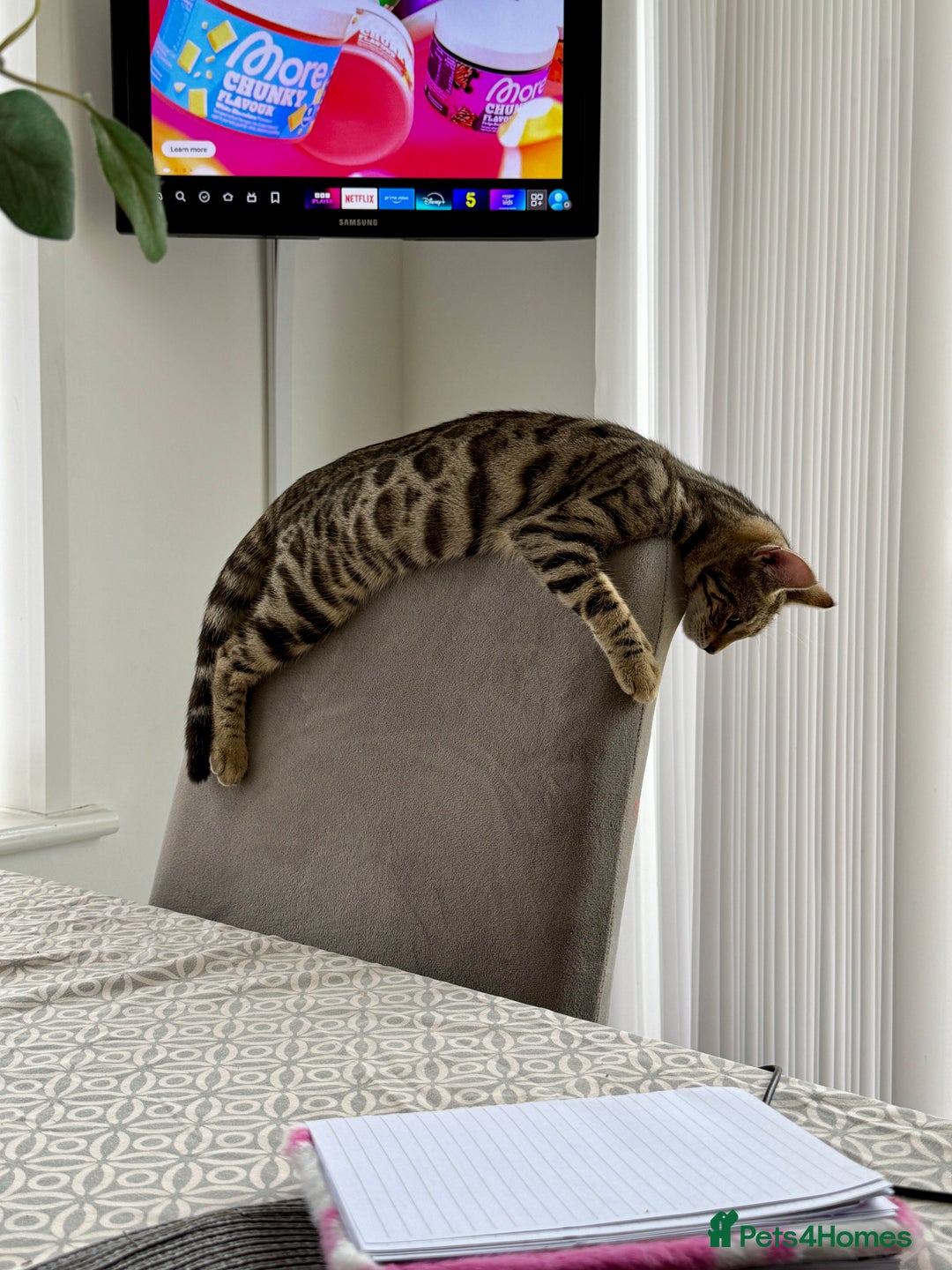 Bengal cats for sale: 6 month old half bengal kitten  - Advert 4