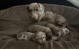 Miniature Dachshund dogs for sale: Miniature Dachshund Puppies - Image 1