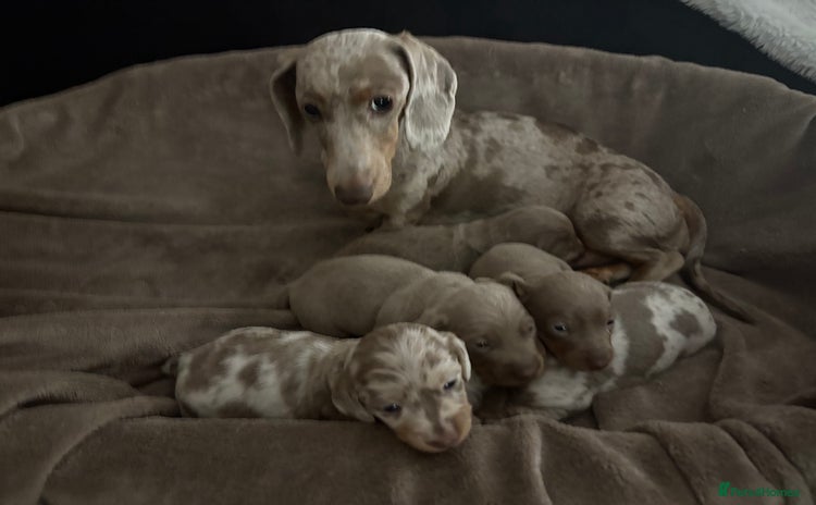 Miniature Dachshund dogs - Advert 11