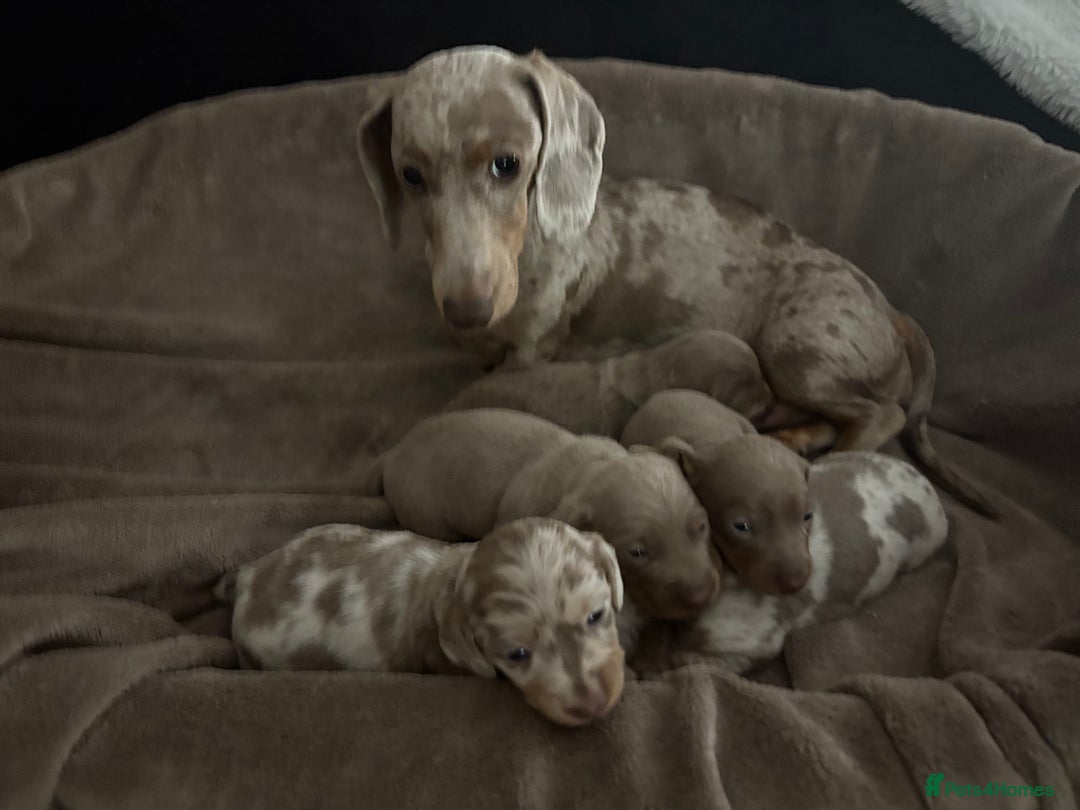 Miniature Dachshund dogs for sale: Miniature Dachshund Puppies - Image 1