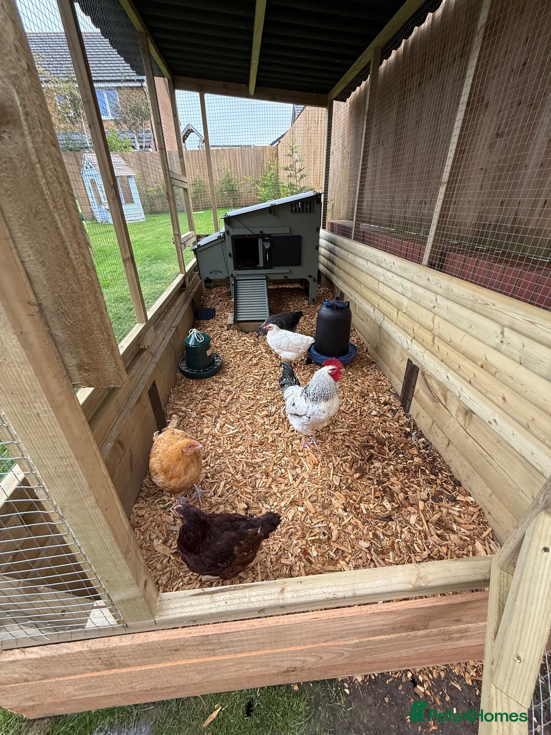 Chickens poultry for sale: Chicken Coops - excellent quality - British Made - Advert 24