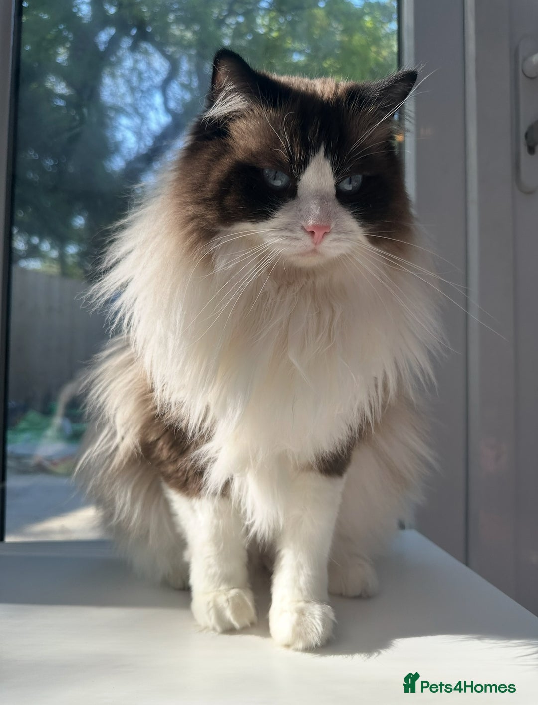 Ragdoll cats for sale: 2 boy Ragdoll’s father and son  - Image 2