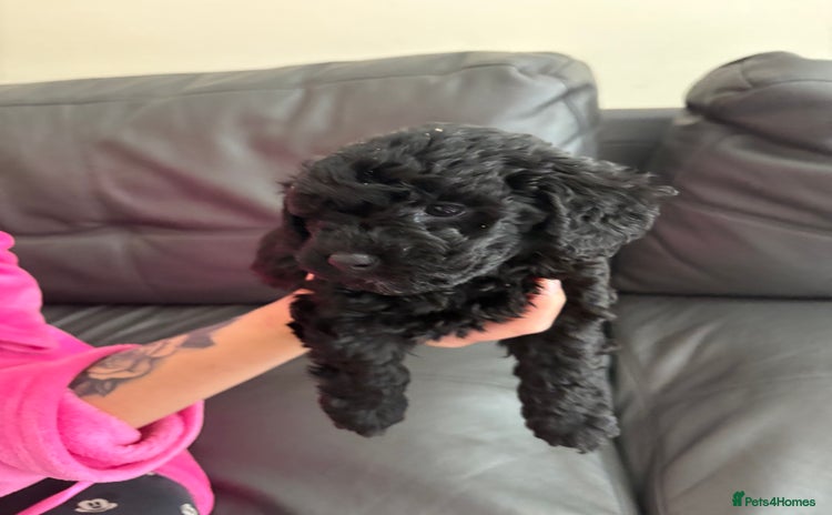 Cockapoo dogs - Advert 1