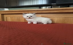 Ragdoll cats for sale: 2 Beautiful ragdoll kittens - Image 2