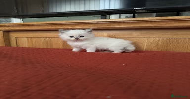 Ragdoll cats - Advert 4