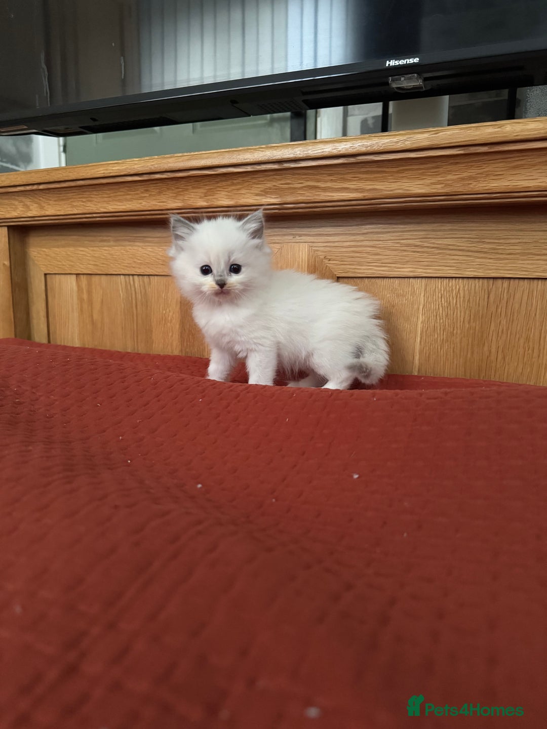 Ragdoll cats for sale: 2 Beautiful ragdoll kittens - Image 2