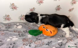 Lhasa Apso dogs for sale: KC Reg Lhasa Apso pups GPRA clear - Image 6