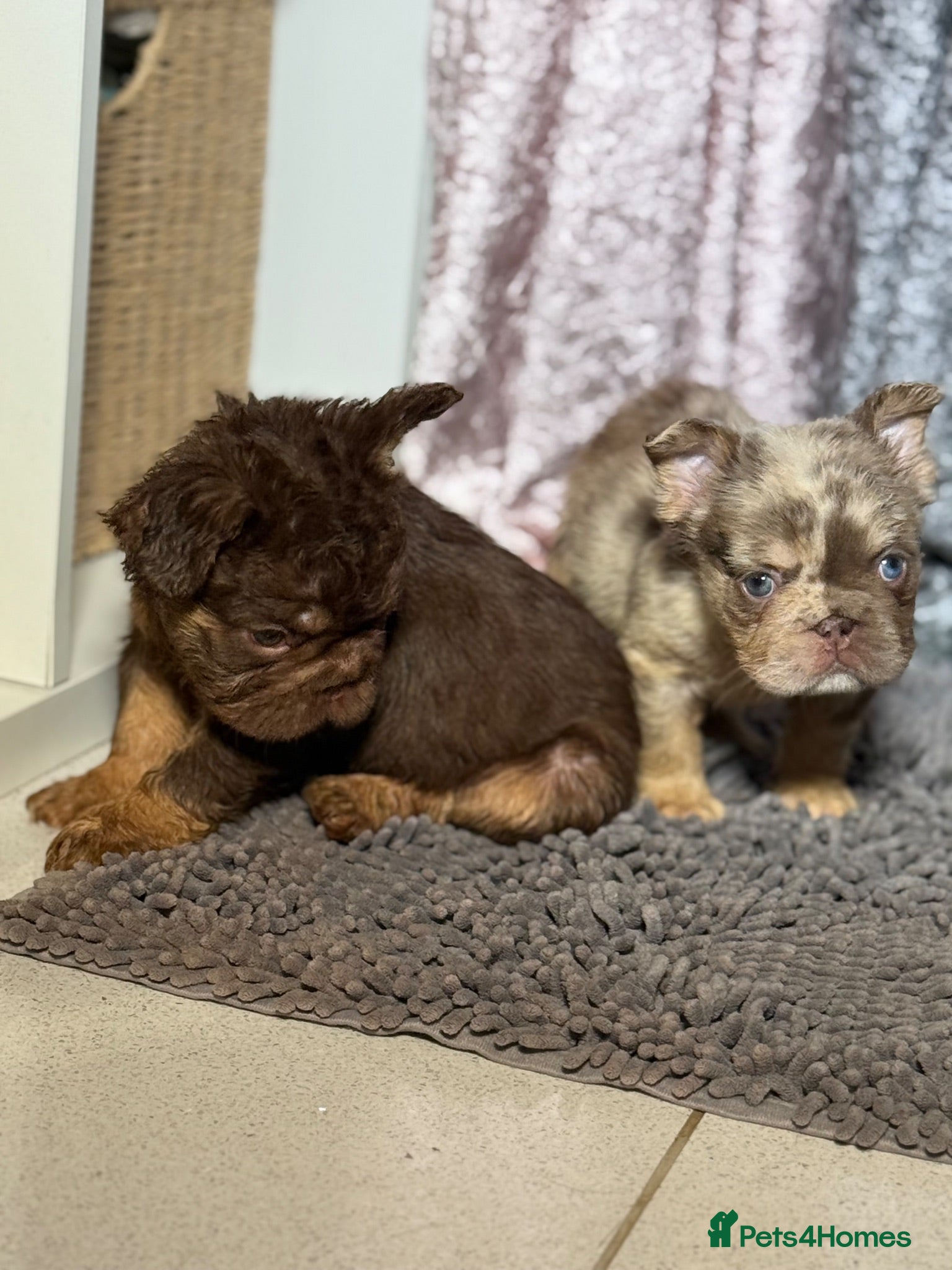 French Bulldog dogs Reduced 2 princess looking 4 forever homes - Advert 2