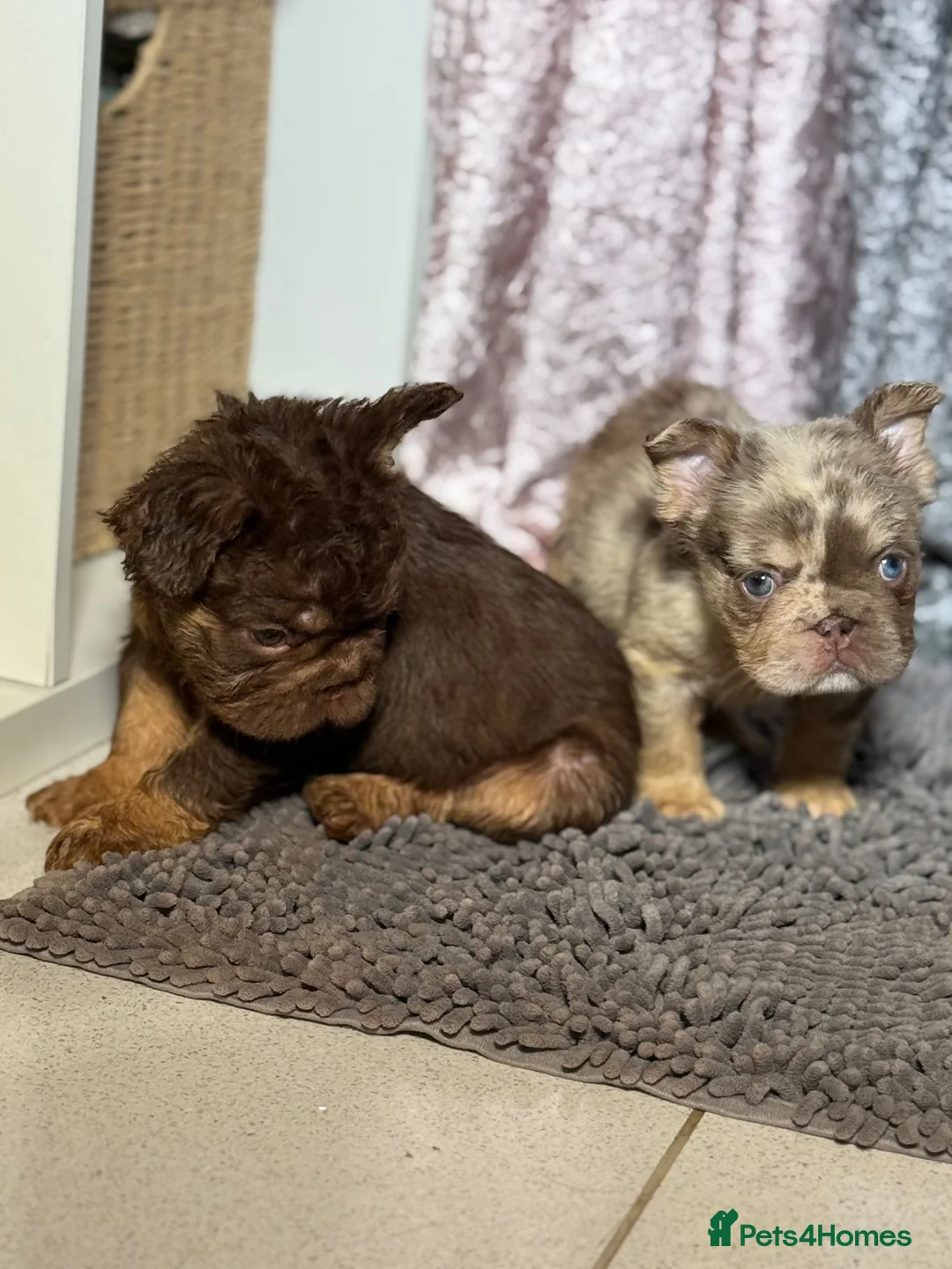 French Bulldog dogs for sale: Reduced 2 princess looking 4 forever homes - Advert 2