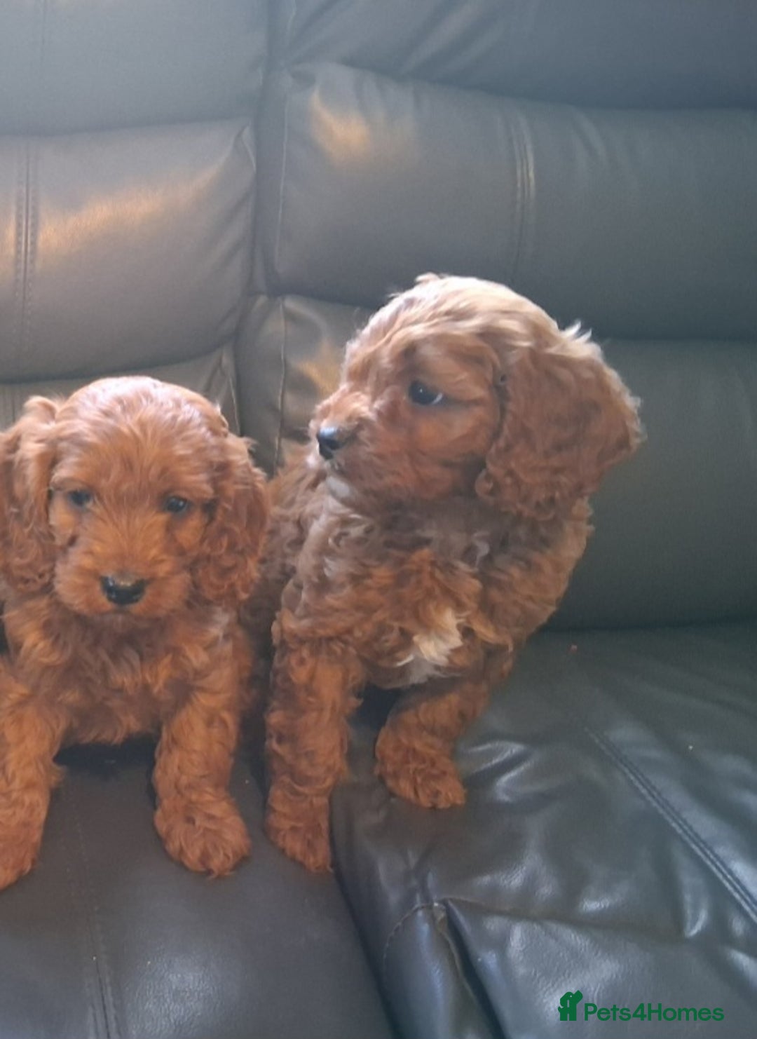 Cavapoo dogs for sale: 4 adorable Cavapoo puppies - Advert 6