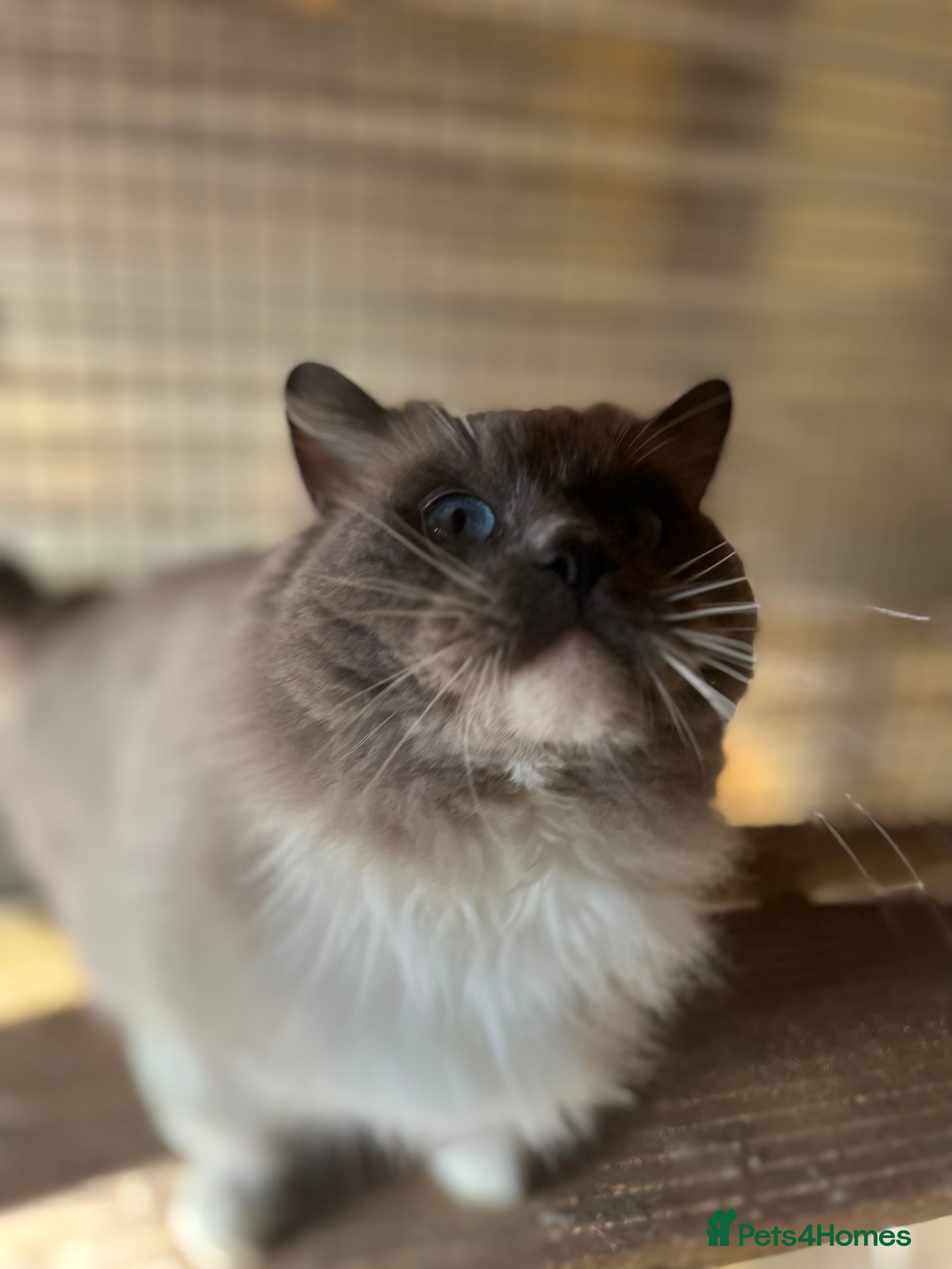 Ragdoll cats Gccf/Tica male ragdoll for stud  in Ashford - Advert 14