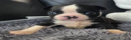 Boston Terrier dogs for sale: Ready now Stunning KC Boston Terrier puppies - Advert 36