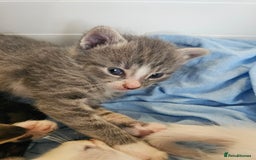 Mixed Breed cats for sale: Kittens Available to Reserve - Image 18
