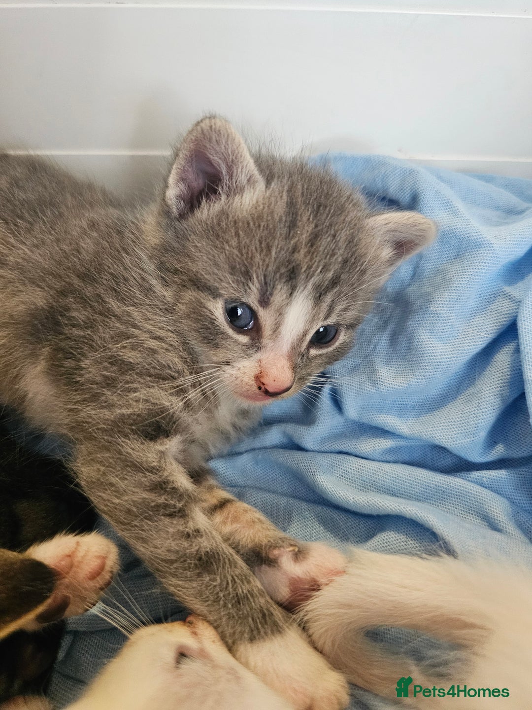 Mixed Breed cats for sale: Kittens Available to Reserve - Image 18