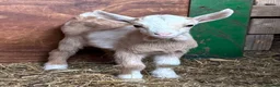 Goats livestock for sale: Kaleb and Jeremy  - Advert 19