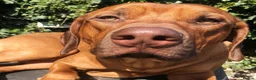 Rhodesian Ridgeback dogs for stud: Fully health tested proven KC stud  in Rotherham - Advert 11