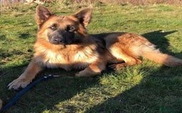 German Shepherd dogs for sale: Blue/Tan Pedigree German Shepherd puppies - Image 6
