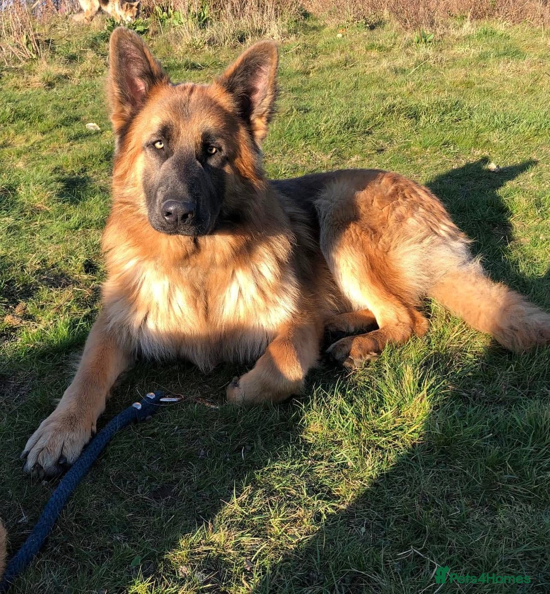 German Shepherd dogs for sale: Blue/Tan Pedigree German Shepherd puppies - Image 6