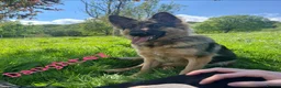 German Shepherd dogs for stud: PROVEN German shepherd for stud  - Advert 15